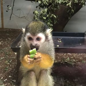Common squirrel monkey 150918