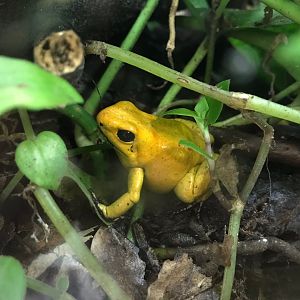 Golden poison frog 150918