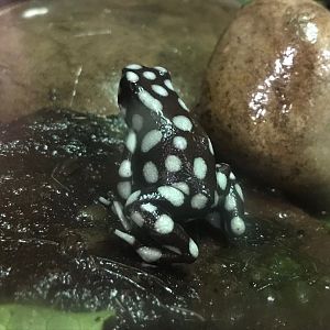 Marañón poison frog 150918