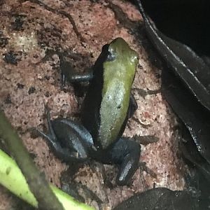Blue-legged mantella 150918