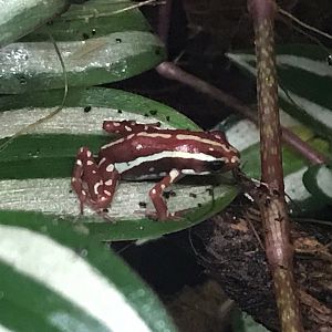 Phantasmal poison dart frog 150918