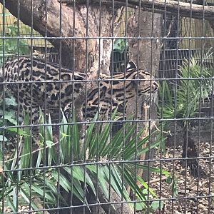 Yucatan margay 150918