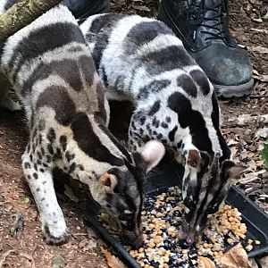 Owston’s palm civets at feeding time 150918