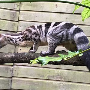 Owston’s palm civet 150918