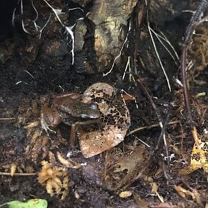 Trinidad stream frog 150918