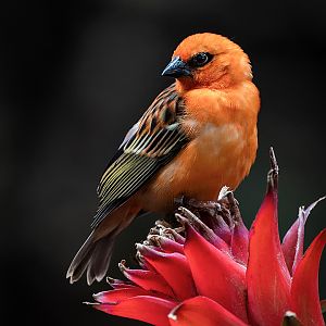 Red Fody - 16/09/2018