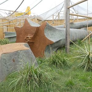 Black Crested Mangabey Enlcosure