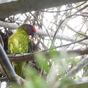 Goldie's Lorikeet
