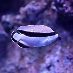 Bandit Angelfish
