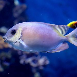 Coral Rabbitfish