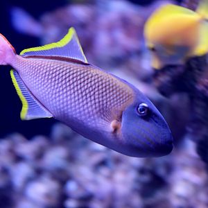 Crosshatch Triggerfish