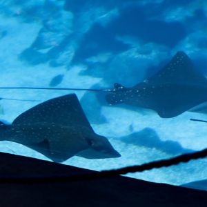 Whitespotted Eaglerays