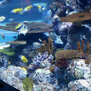 Fish in reef tank