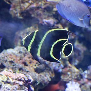 French Angelfish juvenile