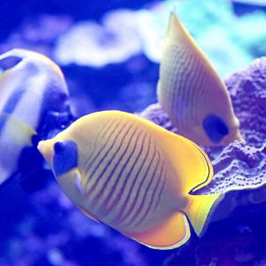 Golden Butterflyfish