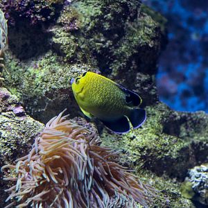 Goldspotted Angelfish