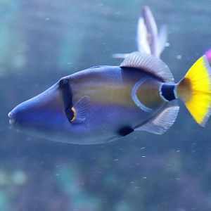 Halfmoon triggerfish
