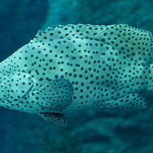 Humpback Grouper
