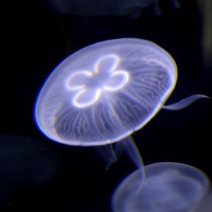 Sea Jelly