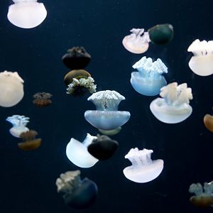 Blue Sea Jellies