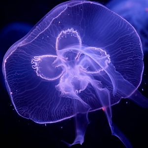 Sea Jelly