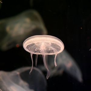 Sea Jelly