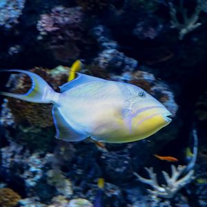 Queen Triggerfish