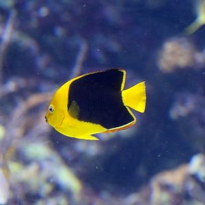 Rock Beauty Angelfish