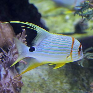 Sailfin Snapper