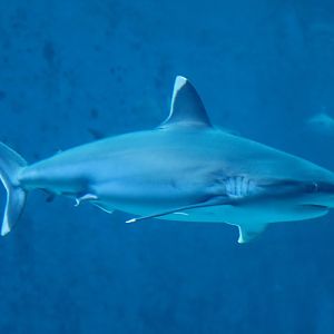 Silvertip Shark
