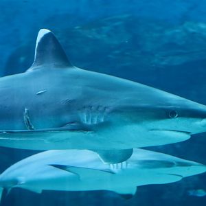 Silvertip Shark