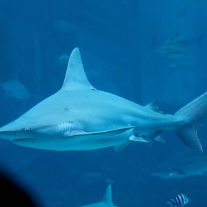 Sandbar Shark