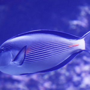 Sohal Surgeonfish