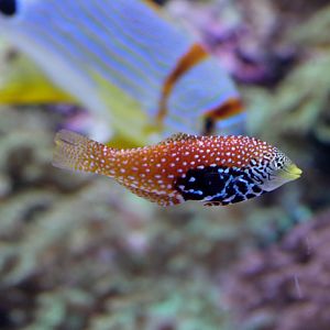 Splendid Leopard Wrasse