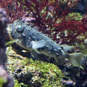 Striped Burrfish