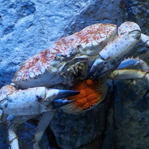 Tasmanian Giant Crab with eggs