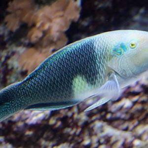 Thicklip Wrasse