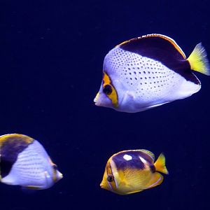 Tinker's and Fourspot Butterflyfish