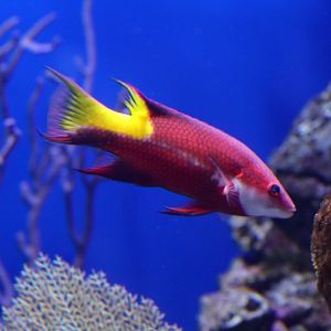 Spotfin Hogfish