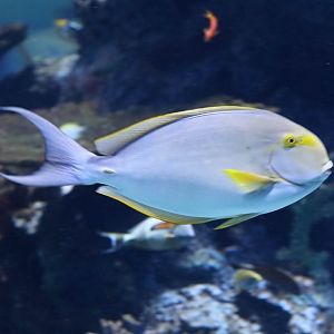 Yellowfin Surgeonfish