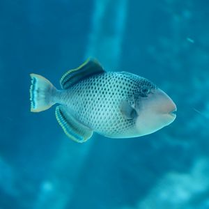 Yellowmargin Triggerfish