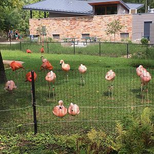 Flamingo Exhibit