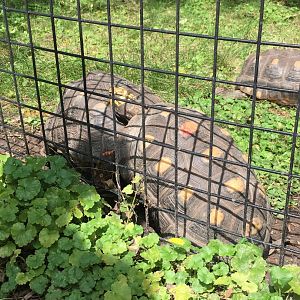 Red-Footed Tortoise Brawl
