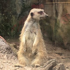 Meerkat