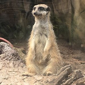 Meerkat