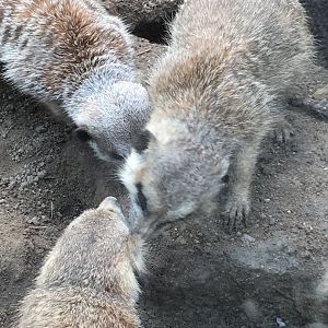 Meerkats