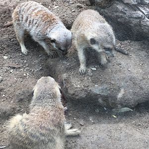 Meerkats