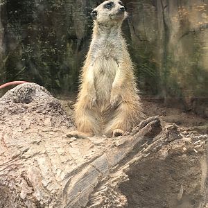 Meerkat