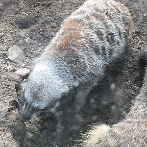 Meerkat