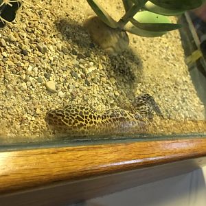 Leopard Gecko
